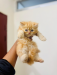 Persian high quality male kitten